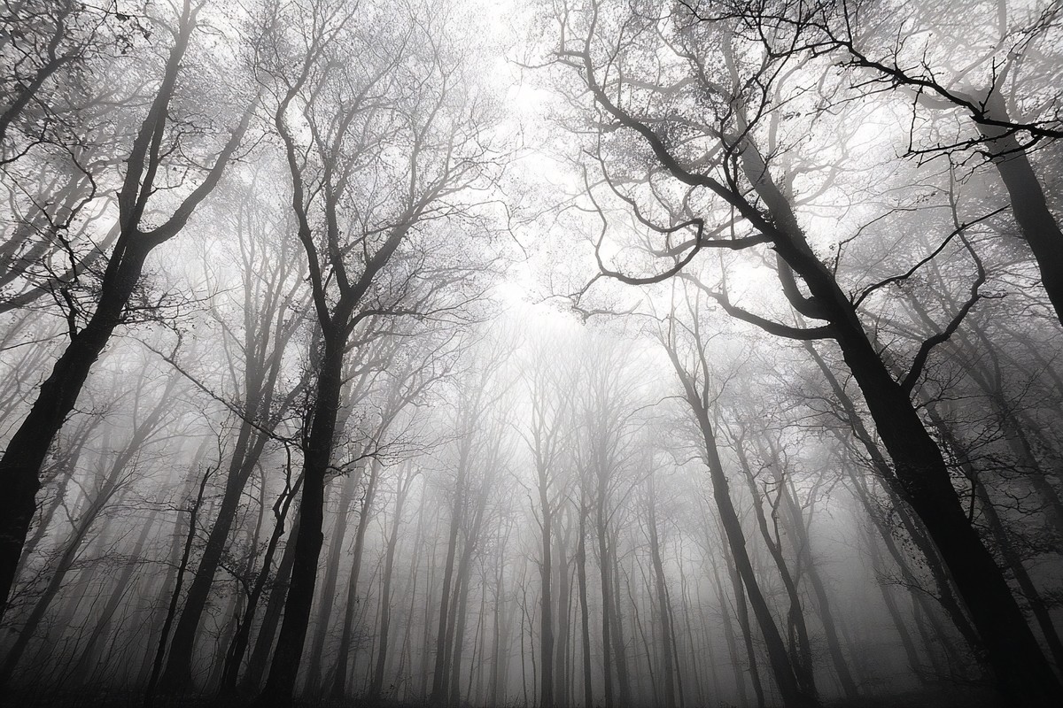 fine art landscape photograph of a misty forest in autumn bar — free black and white photo