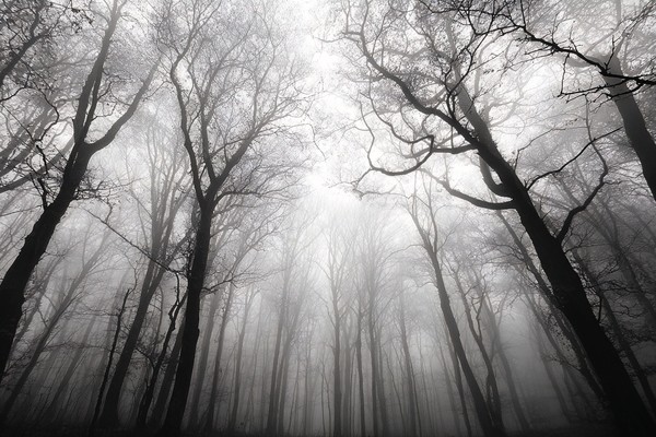 fine art landscape photograph of a misty forest in autumn bar — black and white photo