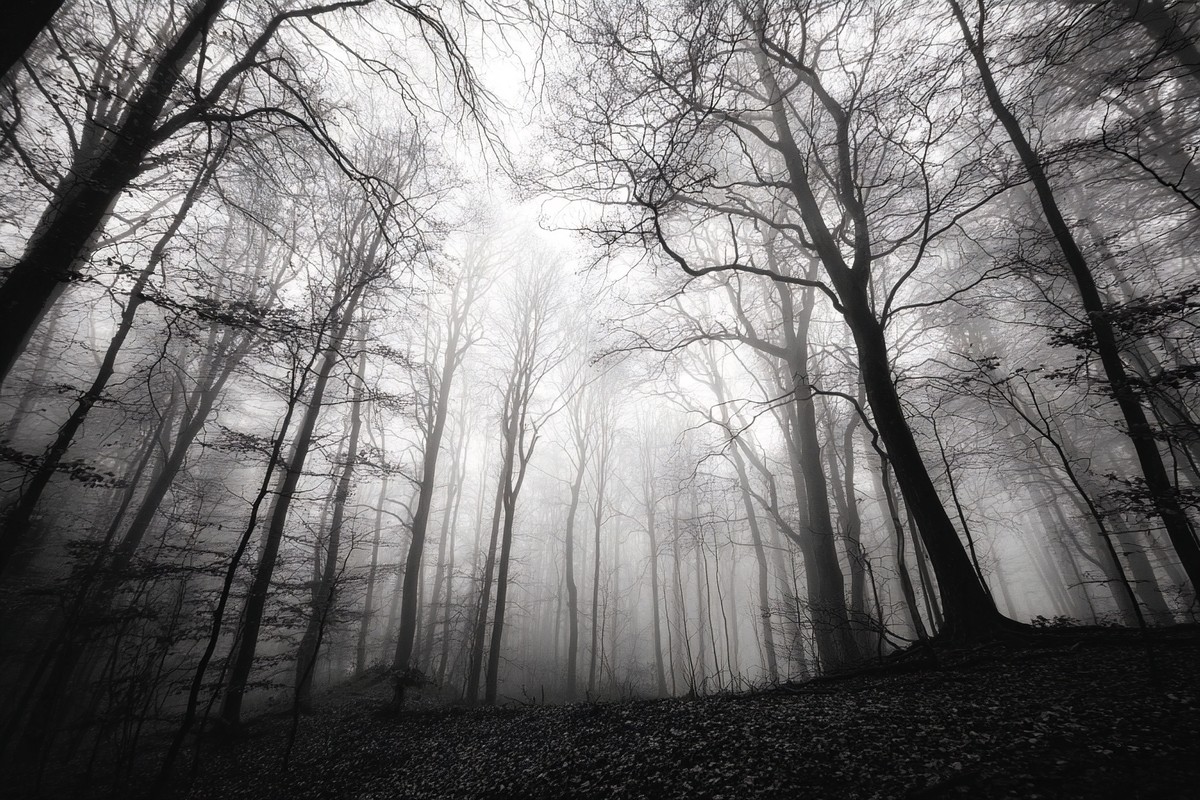 fine art landscape photograph of a misty forest in autumn bar — free black and white photo