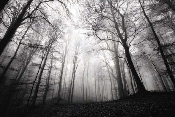 fine art landscape photograph of a misty forest in autumn bar — black and white photo