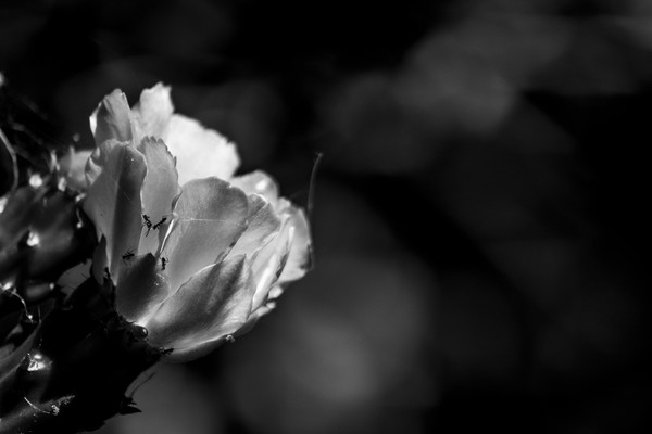 flowe with ants bw reserva — black and white photo