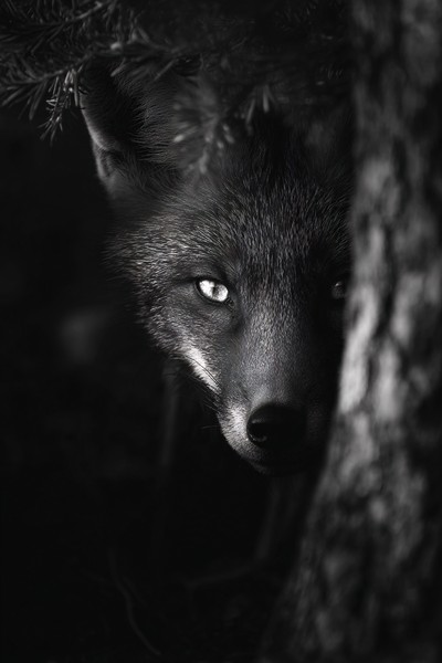 fox hiding behind trees glowing eyes cinematic black and whit