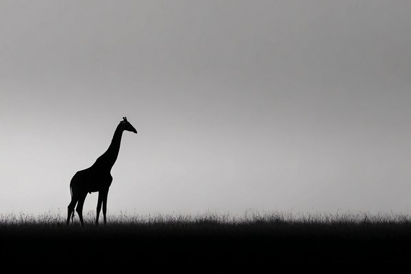 giraffe silhouette at dusk minimal horizon soft black and whi