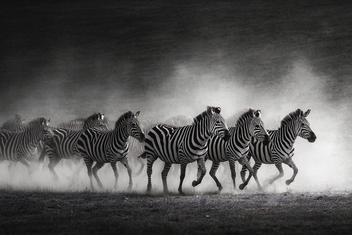 herd of zebras crossing dusty plains high contrast stripes pa — free black and white photo