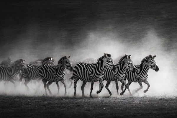 herd of zebras crossing dusty plains high contrast stripes pa — black and white photo