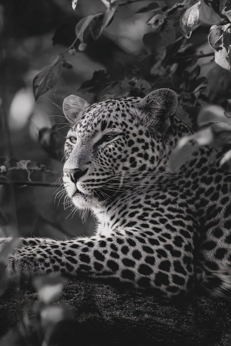 leopard resting on a branch soft light through leaves elegant — free black and white photo