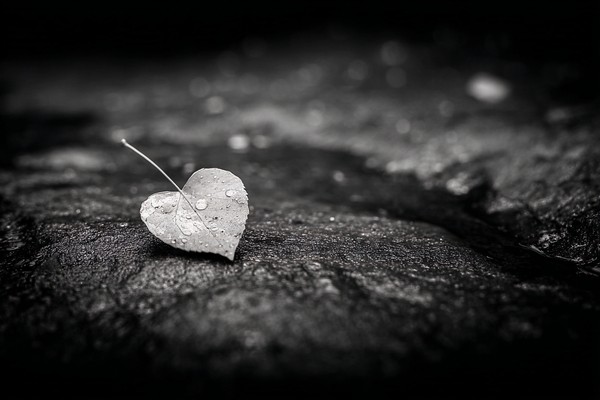 minimalist photograph of a single heart shaped leaf on a wet — black and white photo