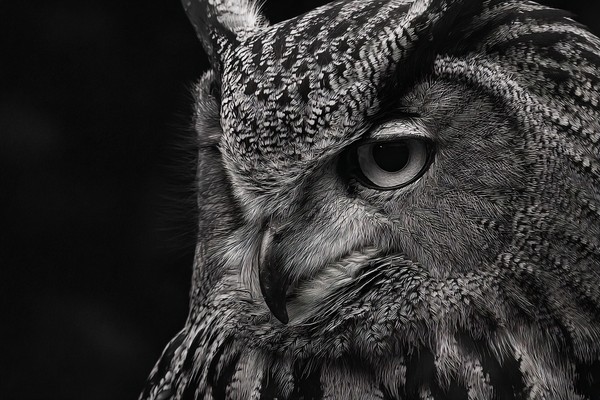 owl close up portrait sharp feathers minimalist monochrome co — black and white photo
