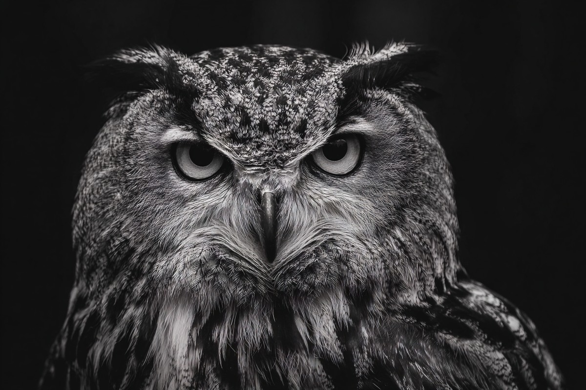 owl close up portrait sharp feathers minimalist monochrome co — free black and white photo