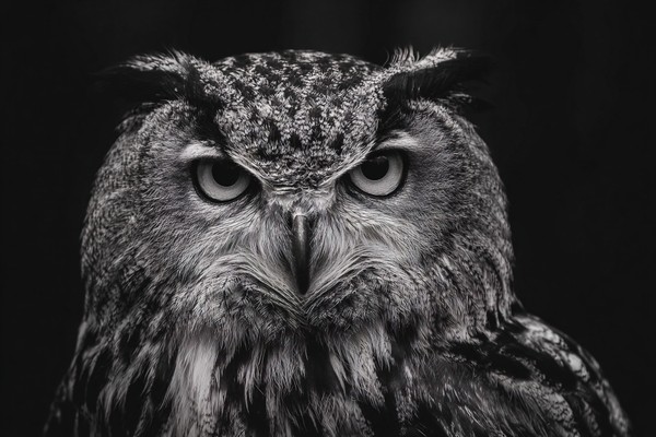 owl close up portrait sharp feathers minimalist monochrome co — black and white nature photo