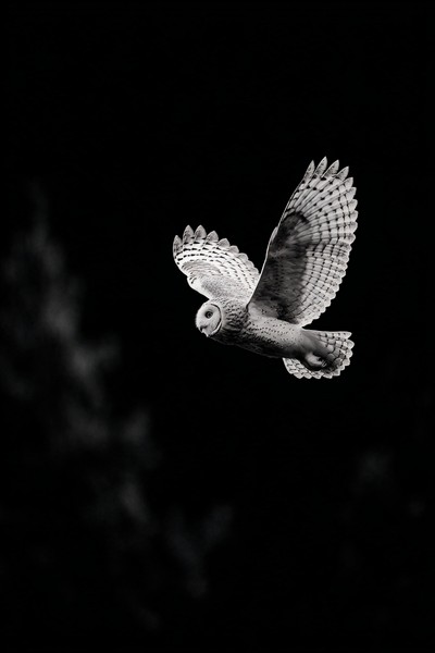 owl in flight above trees elegant composition pure black and