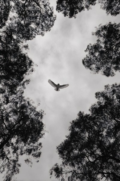 owl in flight above trees elegant composition pure black and
