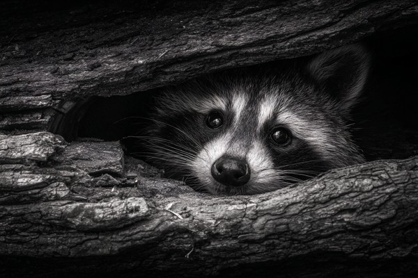 raccoon peeking from a hollow log deep shadows black and whit
