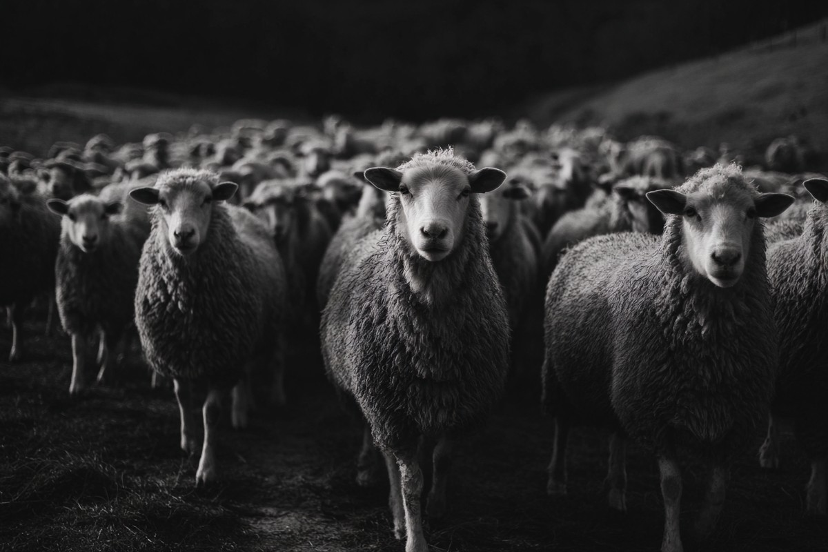 sheep flock on a country road cinematic composition black and — free black and white photo