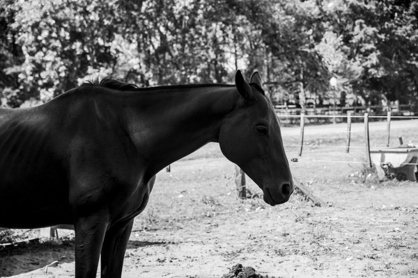 side view horse exterior argentina — black and white photo