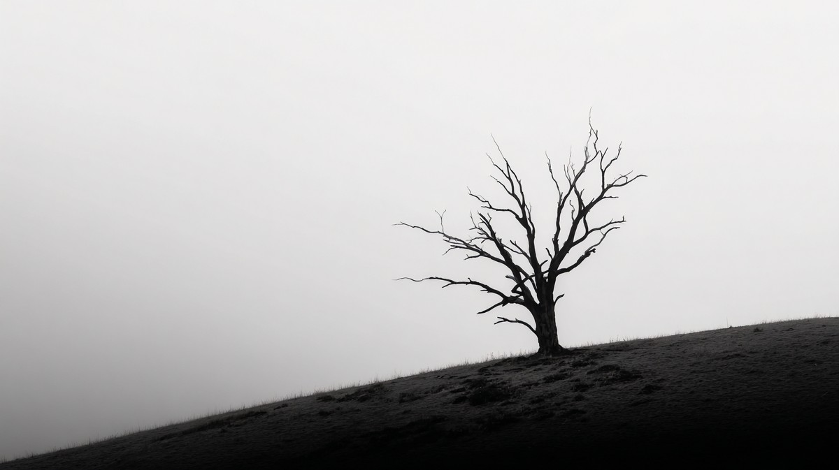 silhouettes minimalist photograph silhouette of a single dead — free black and white photo