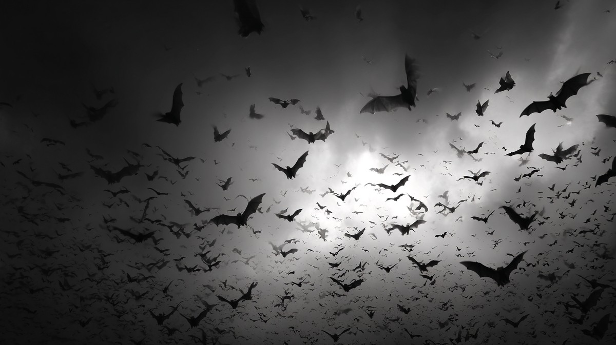 wallpaperbat style bats flying wallpaper black and white high — free black and white photo