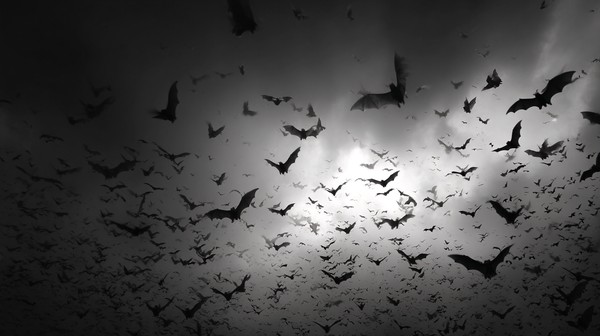wallpaperbat style bats flying wallpaper black and white high — black and white nature photo