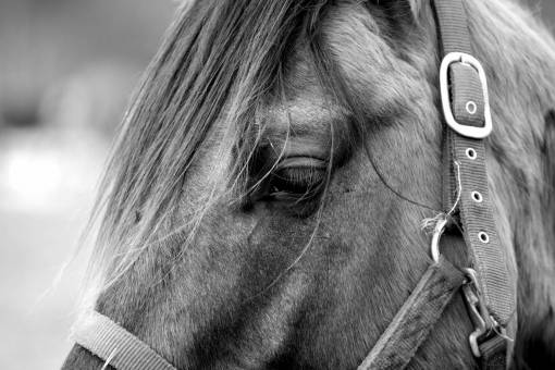 Horse Eye Closeup 