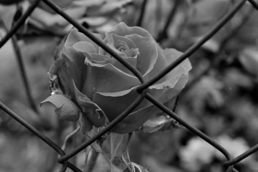 fence flower garden iron rose plant barrier leaf nature — black and white photo