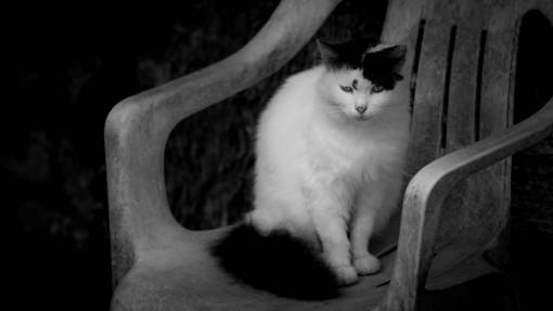 Black White Cat Chair Free Stock Photo - NegativeSpace