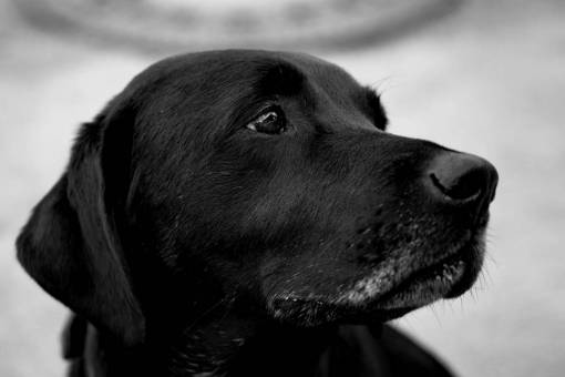 Closeup Sad Black Dog Royalty Free Photo