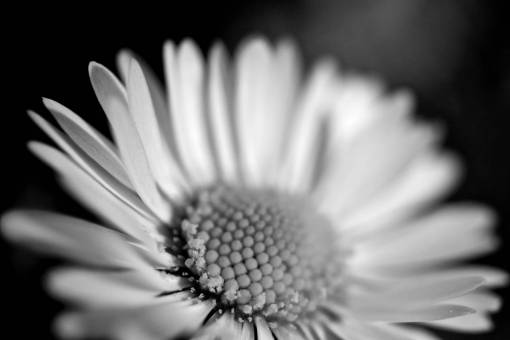 Flower Macro Sunflower Black White Free Stock Photo 