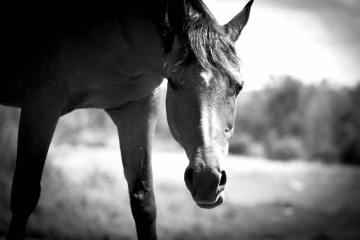 Horse Equine Animal Royalty Free Photo