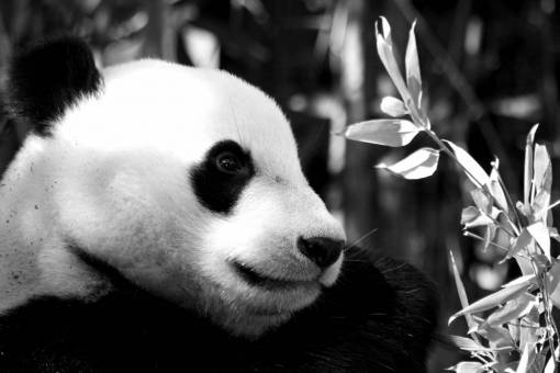 Panda Bear Animal Free Stock Photo - NegativeSpace
