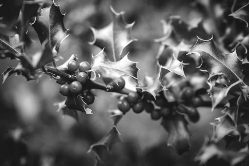 Red Holly Bush Christmas Free Stock Photo - NegativeSpace