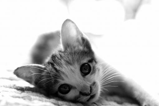 Small Kitten Portrait Free Stock Photo - NegativeSpace