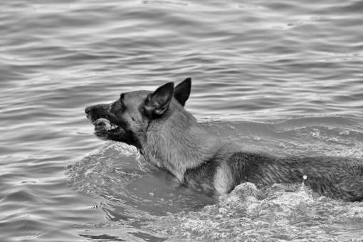 animals dog german shepherd swimming animal brown cute carnivore canine
