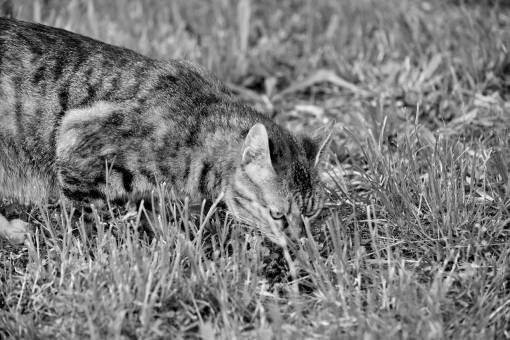 cat grass green domestic kitten cute curious feline fur nature — black and white photo