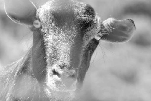 goat eyes nose mouth head animal wildlife outdoors portrait goats animals 