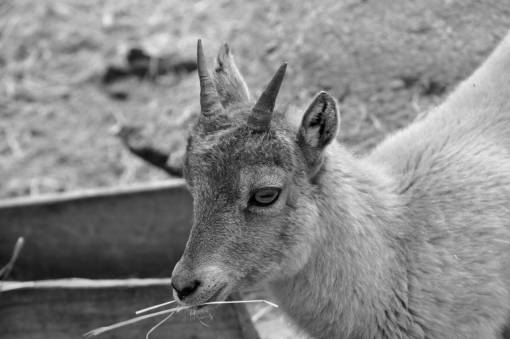 goat horn animal portrait wild fur zoology zoo wildlife animals 