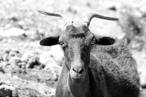 goat nose cattle head grass wild eyes livestock horn wildlife
