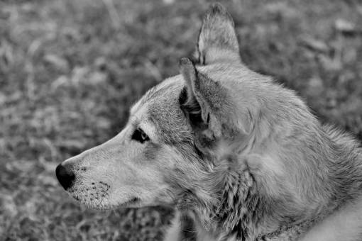 husky side looking animal cute dog nature wildlife pedigree — black and white photo