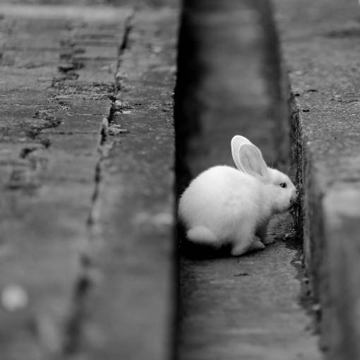 rabbit rodent albino bunny pet grass fur nature animal cute  — black and white photo