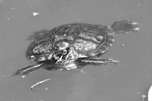reptile turtle nature swimming water ecology pool amphibian wildlife animal underwater turtles endemic species  endangered amphibians reptiles