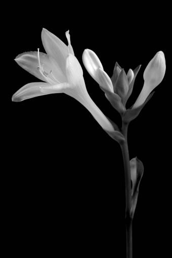 White Flower Dark Background 