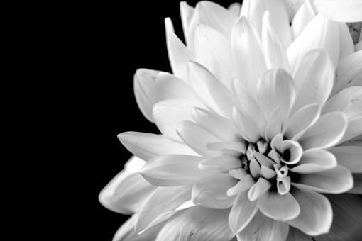   black and white  flower  petal  flora  close 