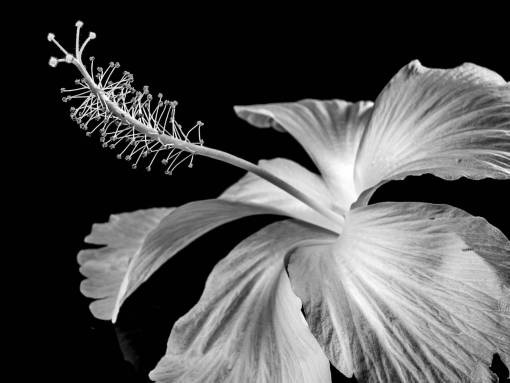   blossom  black and white  flower  petal 