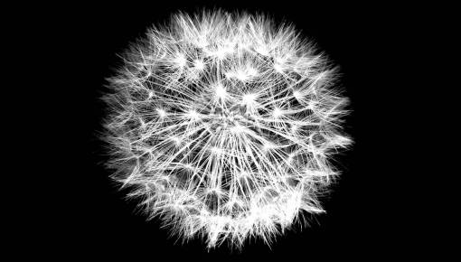  nature  black and white  growth  dandelion 
