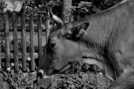   farm  profile  wildlife  zoo  horn  cow 