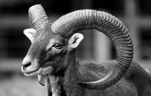   male  wildlife  horn  mammal  fauna  goats 