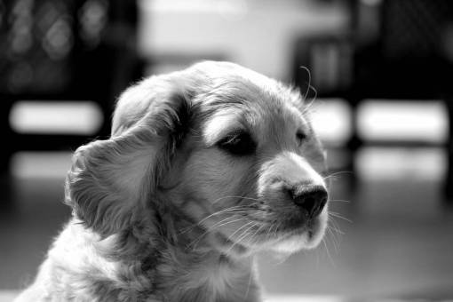   puppy  animal  pet  portrait  nose  golden 
