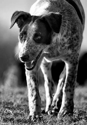   puppy  pet  portrait  vertebrate  dog breed 