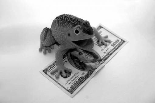  frog  finances  wealth  capital  coins 