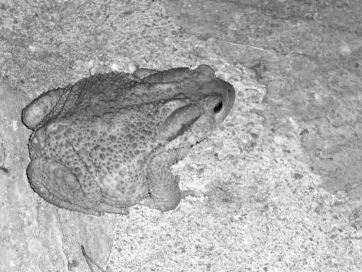   animal  frog  toad  reptile  amphibian 