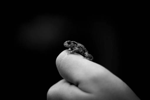   hand  finger  toad  reptile  amphibian  nail 